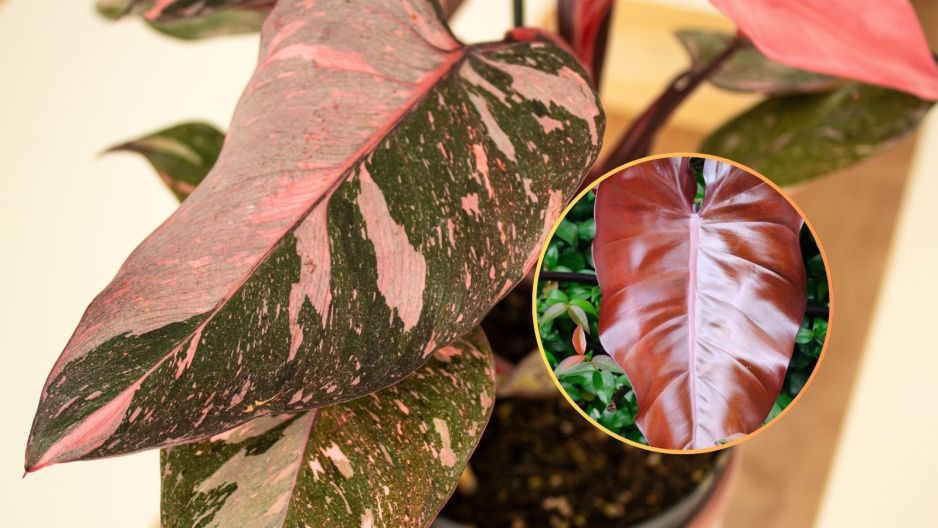 filodendron