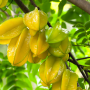 karambola