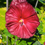 hibiskus