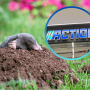 Action