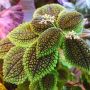 pilea Moon Valley