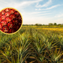 ananas Ruby glow