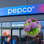 kwiaty pepco