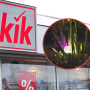 kwiaty solarne z Kik