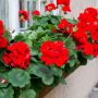 Pelargonie