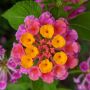 lantana