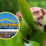 Castorama