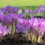 krokus jesienny