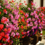 pelargonie