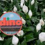 dino
