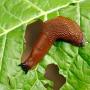 ślimak