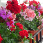 pelargonie
