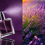 perfumy