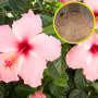 hibiskus nawóz