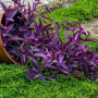 trzykrotka purpurowa