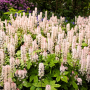 tiarella