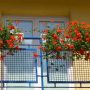 pelargonie