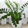 zamioculcas