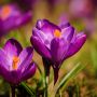 krokus
