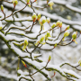 magnolie