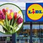 lidl tulipany, tulipany lidl