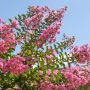 Lagerstroemia indyjska