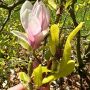 magnolia