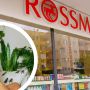 rossmann