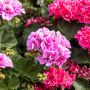 pelargonia