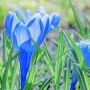krokus Sky Blue