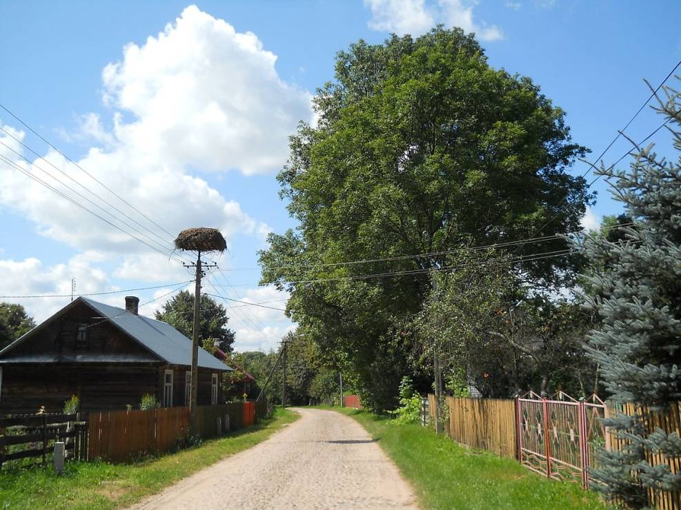 Puchły