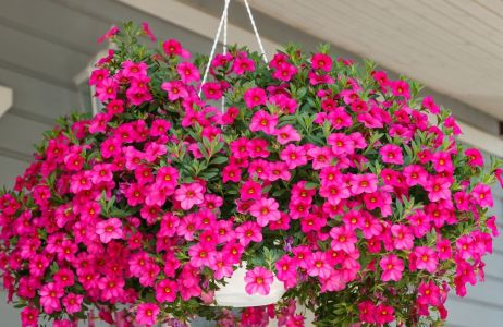 milion dzwonków calibrachoa