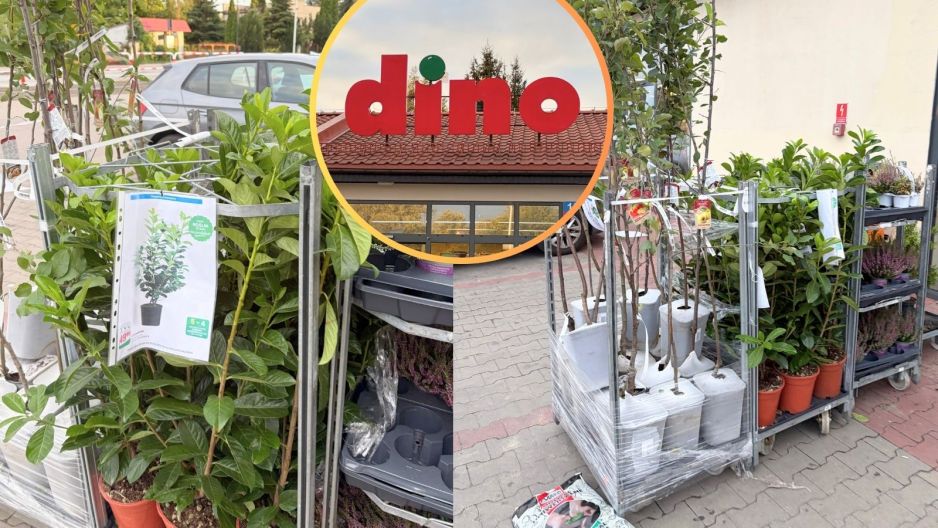 Dino laurowiśnie