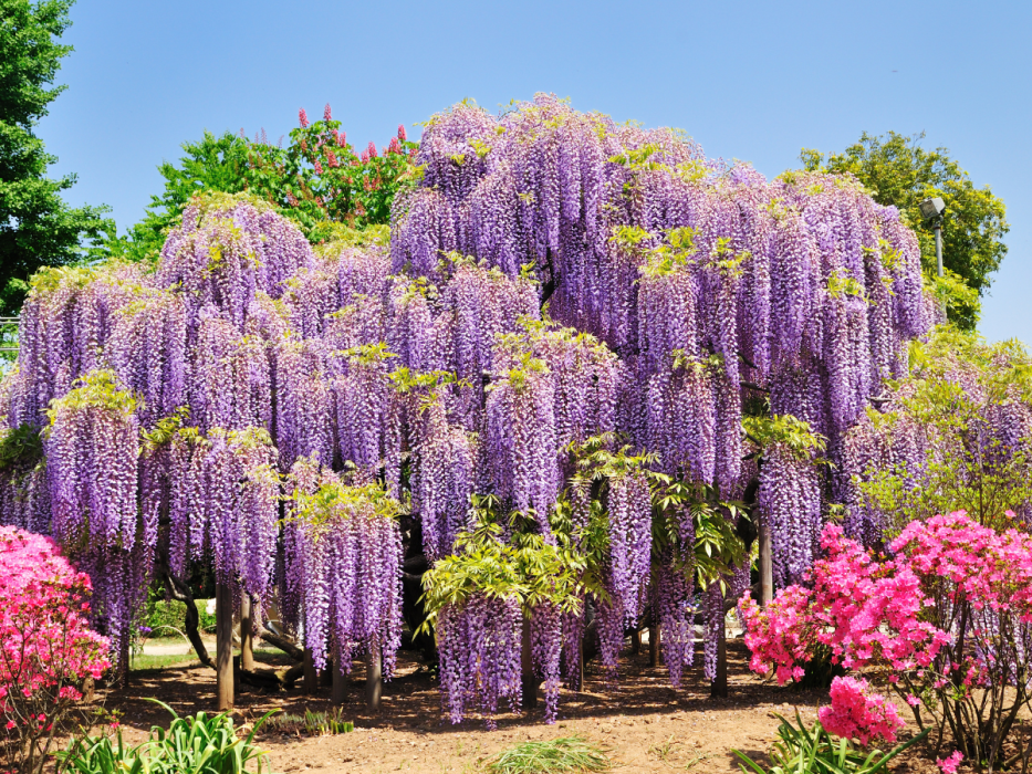wisteria