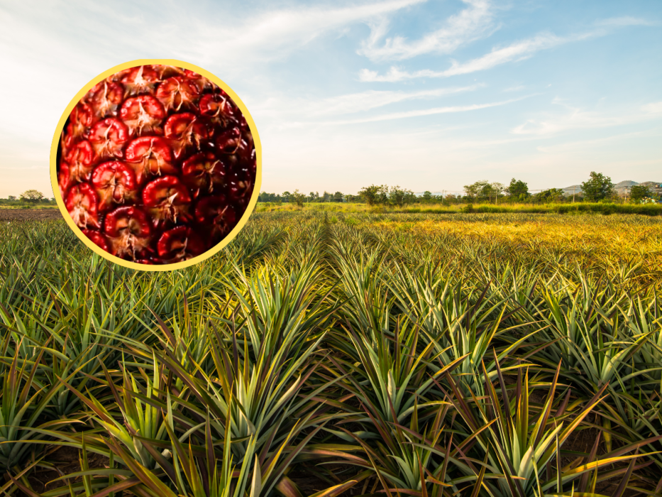 ananas Ruby glow