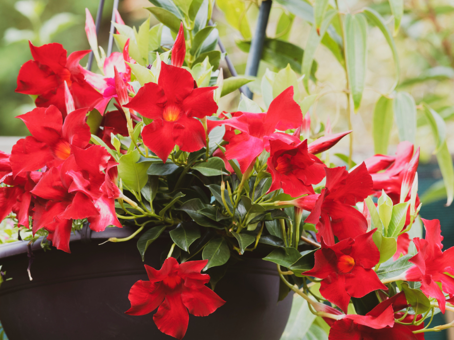 dipladenia