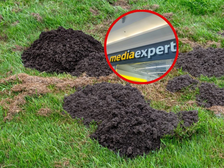 media expert
