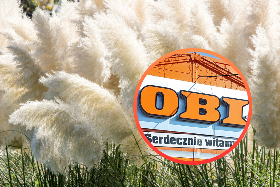 Obi