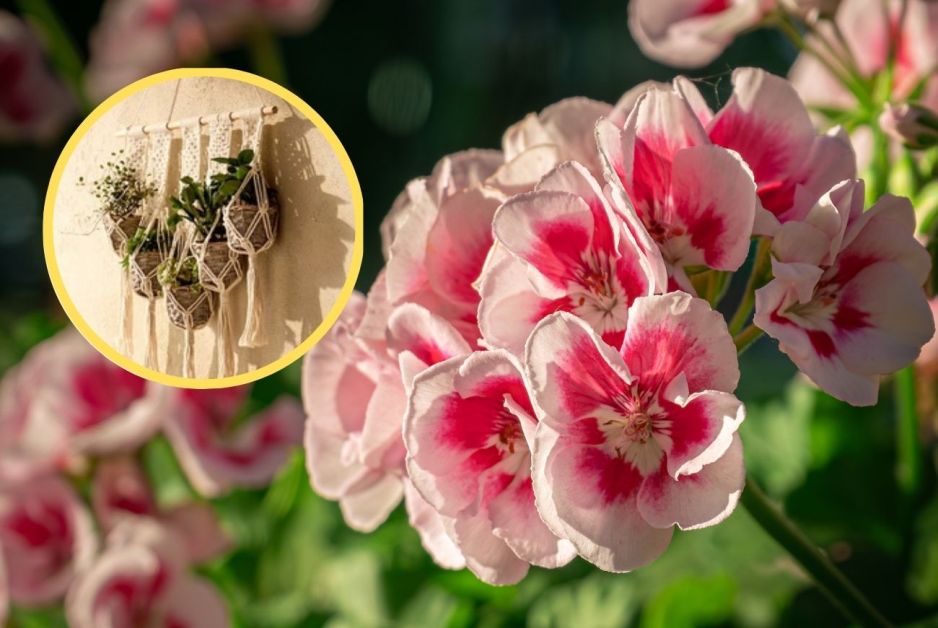 Pelargonie w makramowym kwietniku
