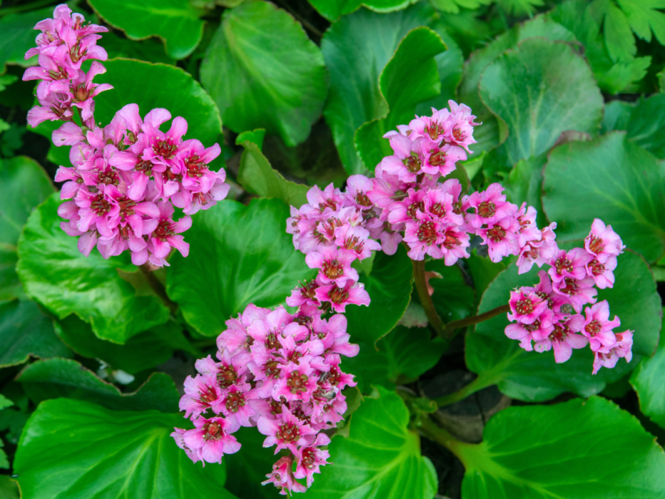 bergenia
