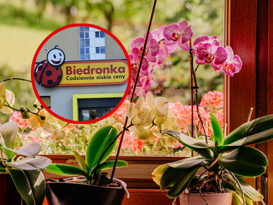 biedronka