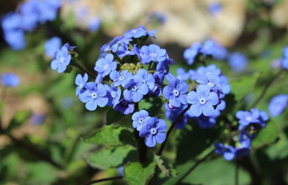 brunnera