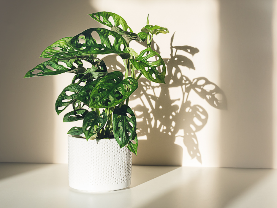 monstera