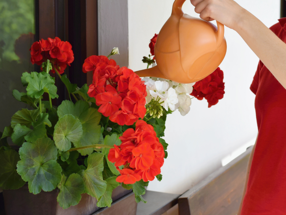 pelargonia