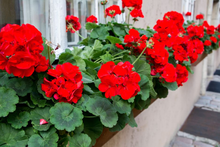 Pelargonie