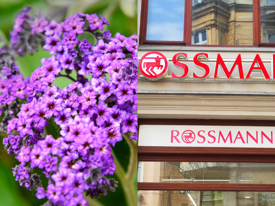 perfumy rossmann