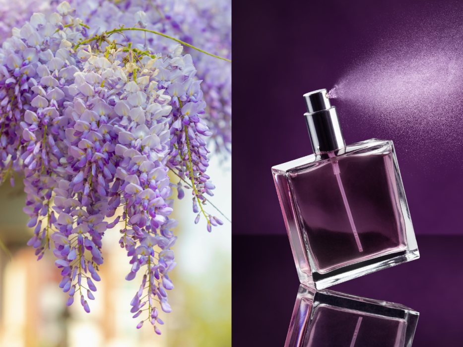 perfumy wisteria