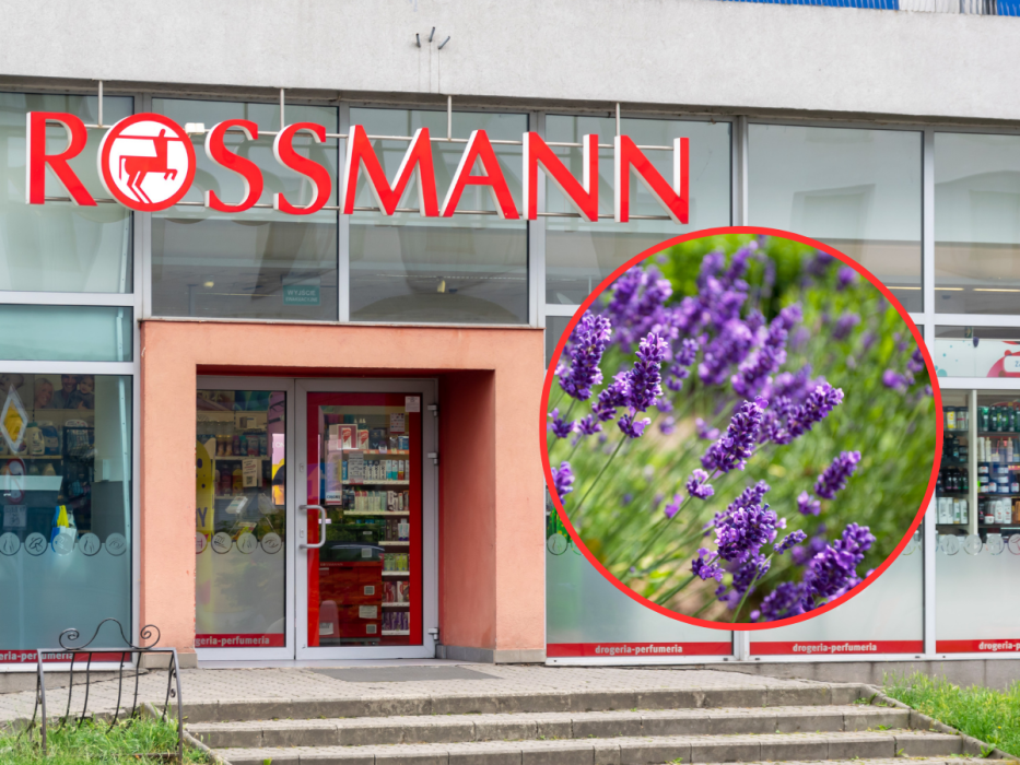 lawendowy olejek z Rossmanna