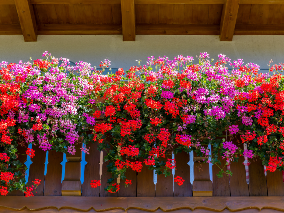 pelargonia