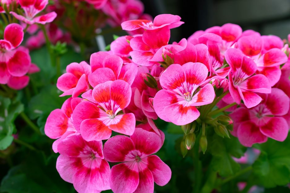 pelargonie